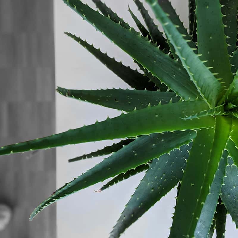 Aloe-Vera Pflanze