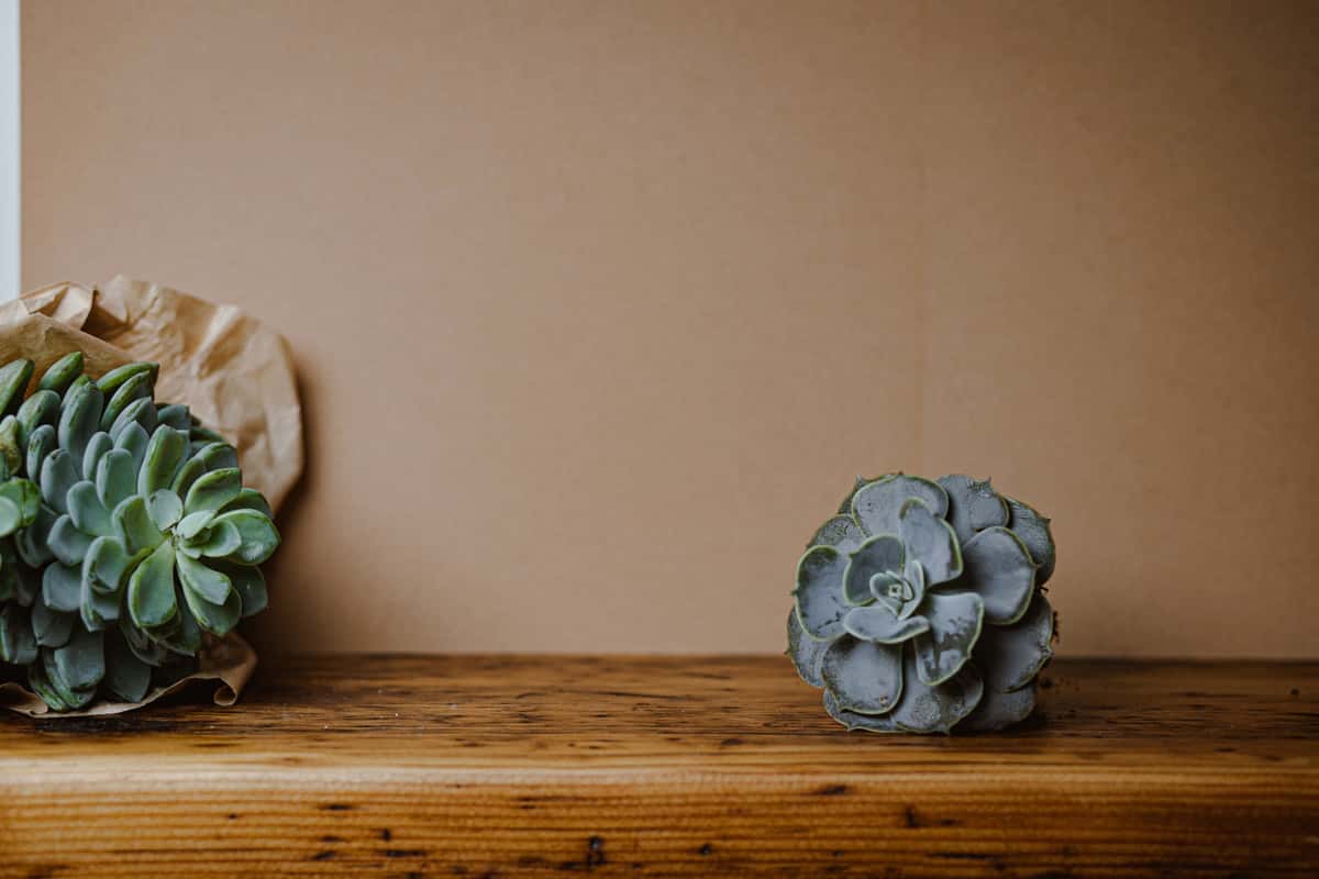 Holz-Hintergrund mit Blume darauf